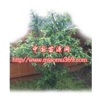 碧桃苗木專業供應商！