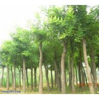 供應(yīng)國槐，刺槐，楊樹，柳樹，香花槐，皂角