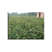 供應(yīng)刺槐苗，花椒苗，國槐苗，紫穗槐苗
