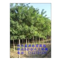 常年低價供應優質國槐