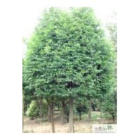 供應15公分大骨架移栽天竺桂