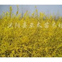 供應亞太苗木：小葉女貞.紅葉小檗.金葉女貞.繡線菊.連翹