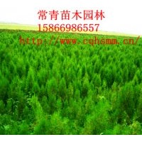 銷售供應100cm側柏苗，側柏樹苗