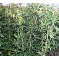 預售0.5以上石榴苗，木槿花苗