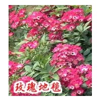 供應地被月季