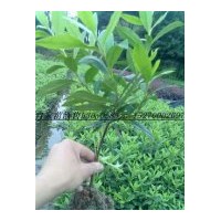 農戶價大量供應：杜鵑；紅花繼木 茶梅 金森女貞，小葉女貞