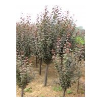 供應紫葉李 2000棵
