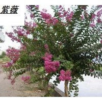供應紫薇樹
