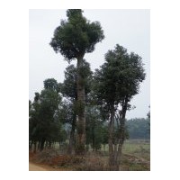 供應(yīng)綠化樟樹 工程香樟價(jià)格