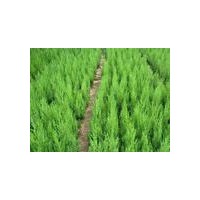供應1.5米以上營養缽側柏苗