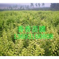 香香苗圃長期供應女貞，木槿，黃楊，小波，紫荊，金娃娃，丁香