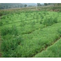 出售30-50公分白皮松，油松，側柏，華山松，蜀儈，黑松