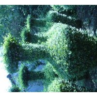 銷售綠化苗木及工程用苗皂角、國槐，黃連木，紅豆，樸樹，菩提，