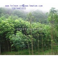 供應七葉樹苗，七葉樹，天師栗，梭欏樹