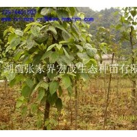 供應珙桐苗，珙桐種子，珍稀植物珙桐