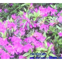 供應(yīng)杜鵑球，杜鵑苗，杜鵑，杜鵑花