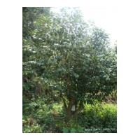 供應(yīng)茶花 樹(shù)冠飽滿，樹(shù)形好