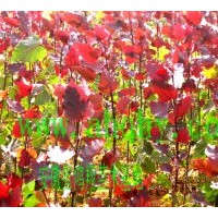 供應全紅楊 野生大香樟 野生大三角楓 桂花 野生銀杏