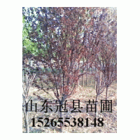 供一二年冠8-20公分國槐，法桐，白蠟