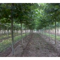 供6-20公分平頭一二年帽的法桐 白蠟`國槐`合歡`法桐,速生法桐；