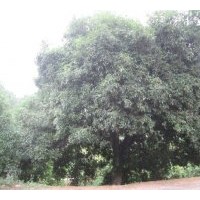 10萬元出售 百年難得極品桂花樹一棵！
