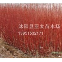 供應亞太苗木：小葉女貞.紅葉小檗.金葉女貞.繡線菊.連翹