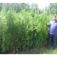 供應50cm--180cm營養杯側柏苗