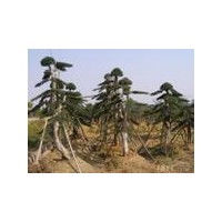 供應楠木