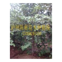 專業生產羊蹄甲，紅花羊蹄甲，紅花紫荊
