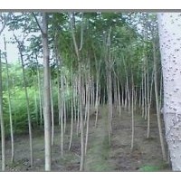 白皮臭椿，臭椿，千頭椿的價格