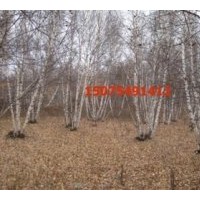 供應白樺樹 樟子松，油松,黑松，云杉,五角楓, 蒙古櫟 花楸，柞樹