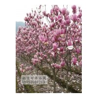 優質紅玉蘭