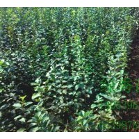 供應(yīng)流蘇（油根子）種子，芽子，大小苗。