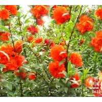 牡丹花石榴、法桐、白蠟、國(guó)槐、海棠、女貞、紫薇、紫荊、饅頭柳