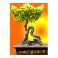 金葉榆，金福。金壽，金元寶。吉祥樹