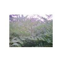 供應花椒苗 花椒苗基地