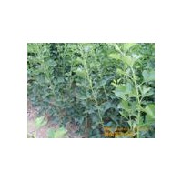 供應山楂苗|大金星山楂苗
