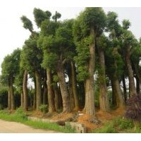 供應(yīng)移栽大香樟、桂花、欒樹(shù)