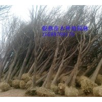 長期各規格供應 國槐 法桐 合歡 白蠟 垂柳