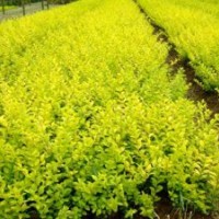 金葉女貞、金森女貞、紅葉小檗、小葉女貞、紅葉女貞、紅帽、豐花