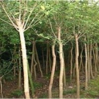 供應丁香樹//暴馬丁香樹//野生丁香樹//直徑1-25公分
