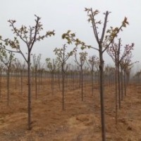 長年供應1-15厘米規格櫻花。紫薇
