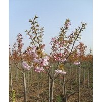 低價出售龍柏，蜀檜，北京檜，大小葉黃楊