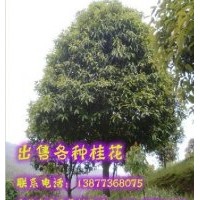 供應桂花樹
