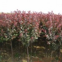 山東泰山子豪苗木合作社供應：櫻花 白蠟 法桐 旱柳 黃櫨 紅楓 紫