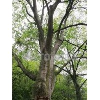 樸樹供應