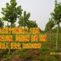 速生法桐  1-3年冠法桐，法桐小苗，白蠟