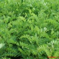 供應紫穗槐、合歡、大葉女貞、紫荊、紫葉李等綠化苗木