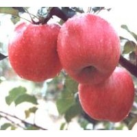 供應矮化蘋果苗，甜柿苗，晚秋黃梨苗，石榴苗，油桃苗