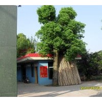 供應：桂花、香樟、廣玉蘭、黃山欒樹、羅漢松